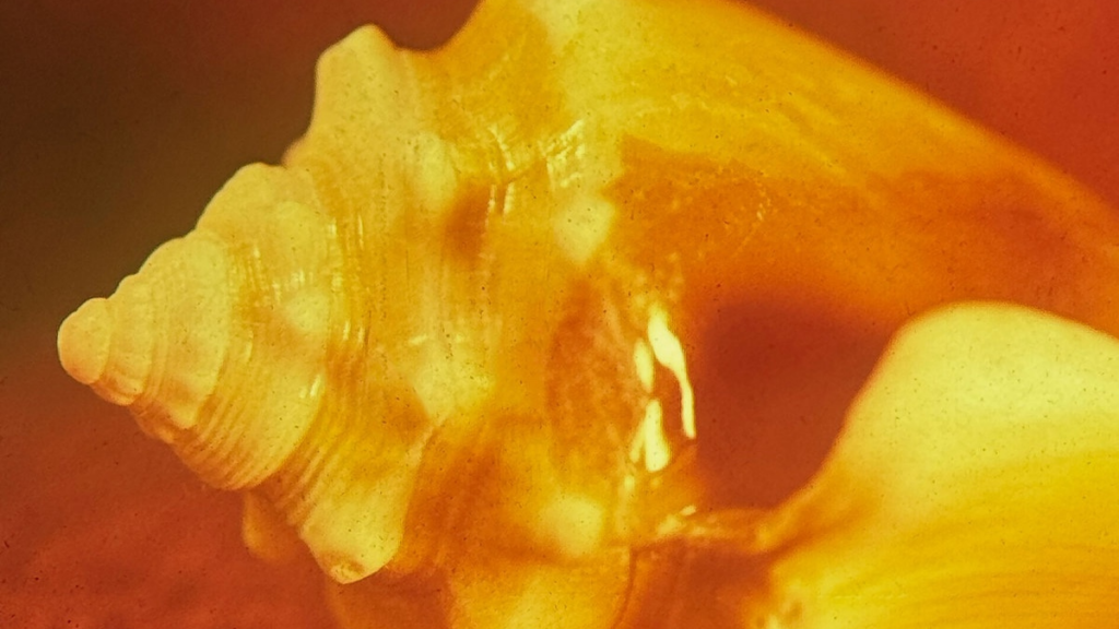 Allah Las: Sirenas | Album Review